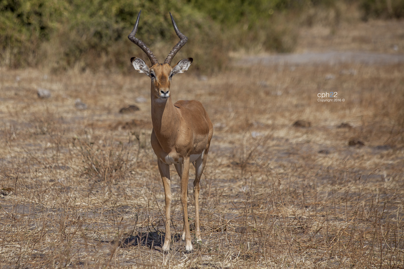 Antilope