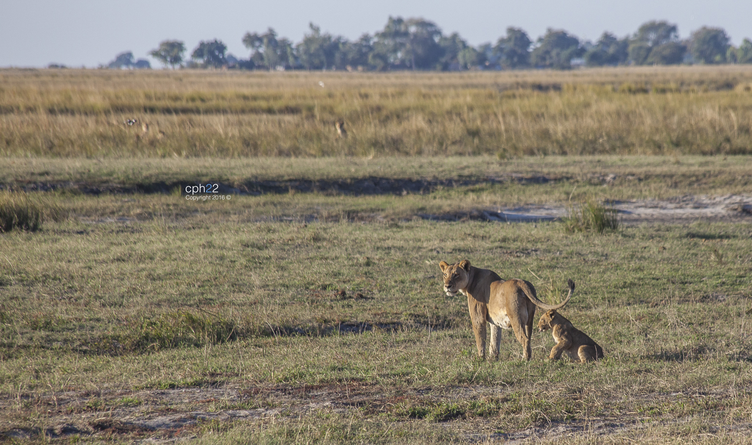 Leones III