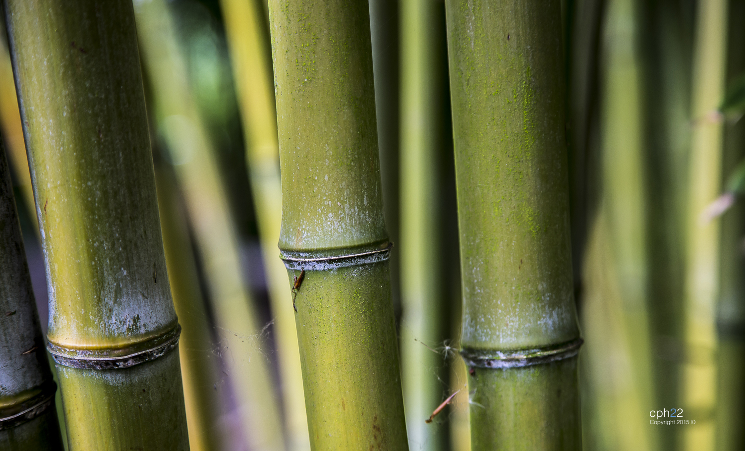 Bamboo