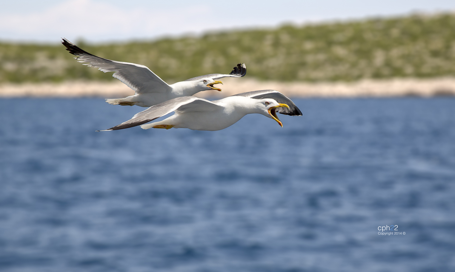 Gaviotas