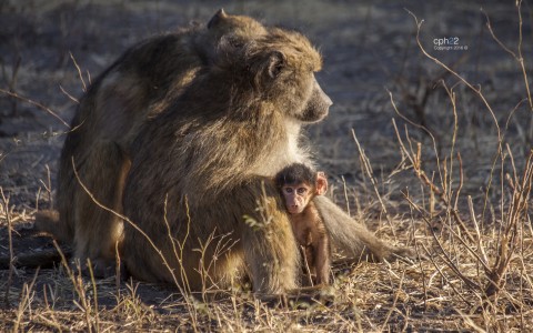 Cape Baboon