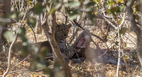 Merienda de Leopardo