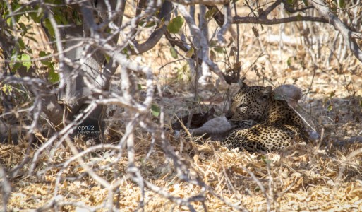 Leopardo