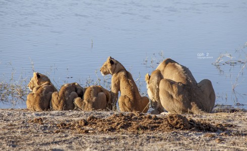 Familia Leones