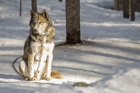 Lobo