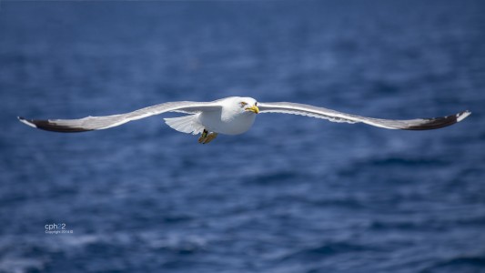 Gaviota